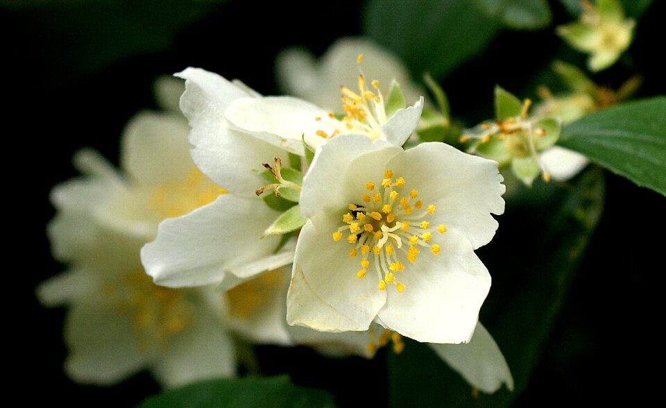Nature flowering white flower