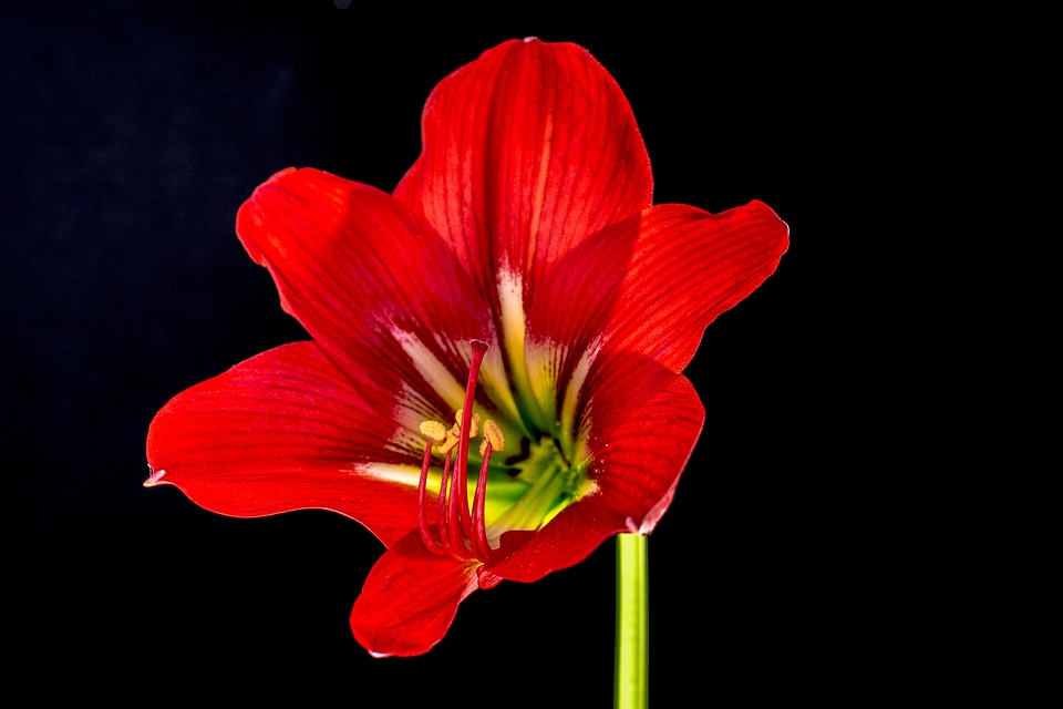 Bloom flower red
