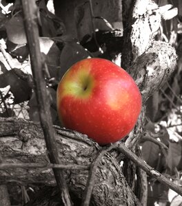 Red healthy nature