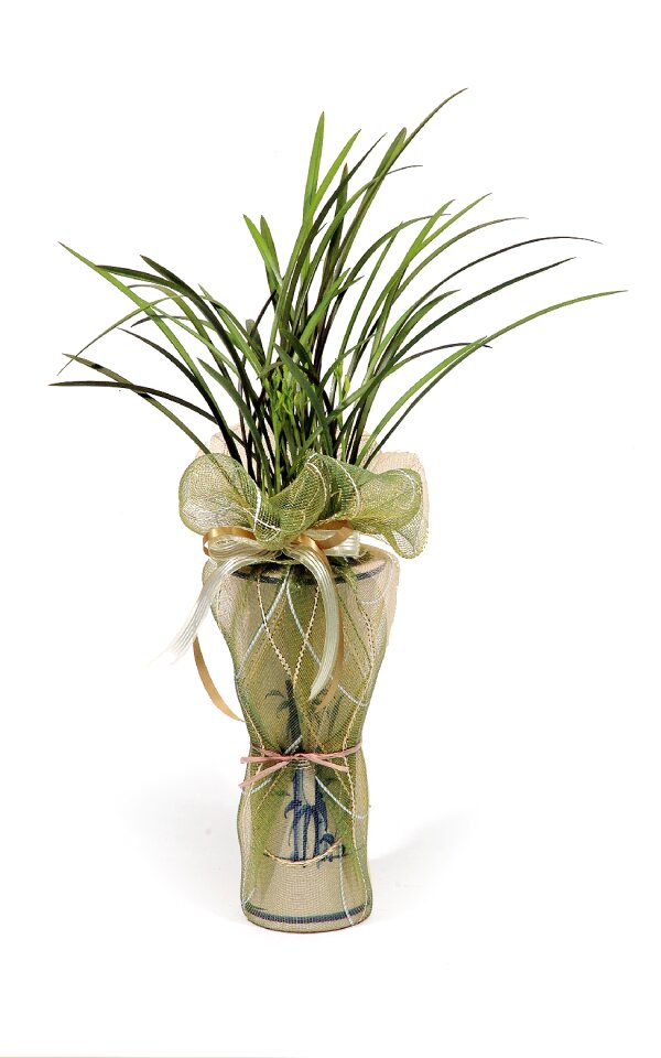 Props plants green