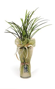 Props plants green