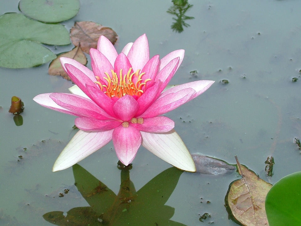 Water flower water lily photo