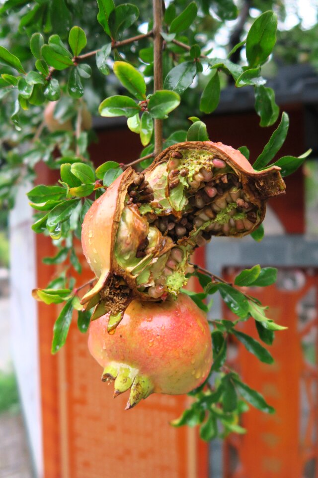 Close up exotic food