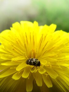 Beetle zigzag yellow flower photo