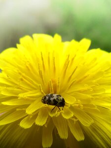Beetle zigzag yellow flower