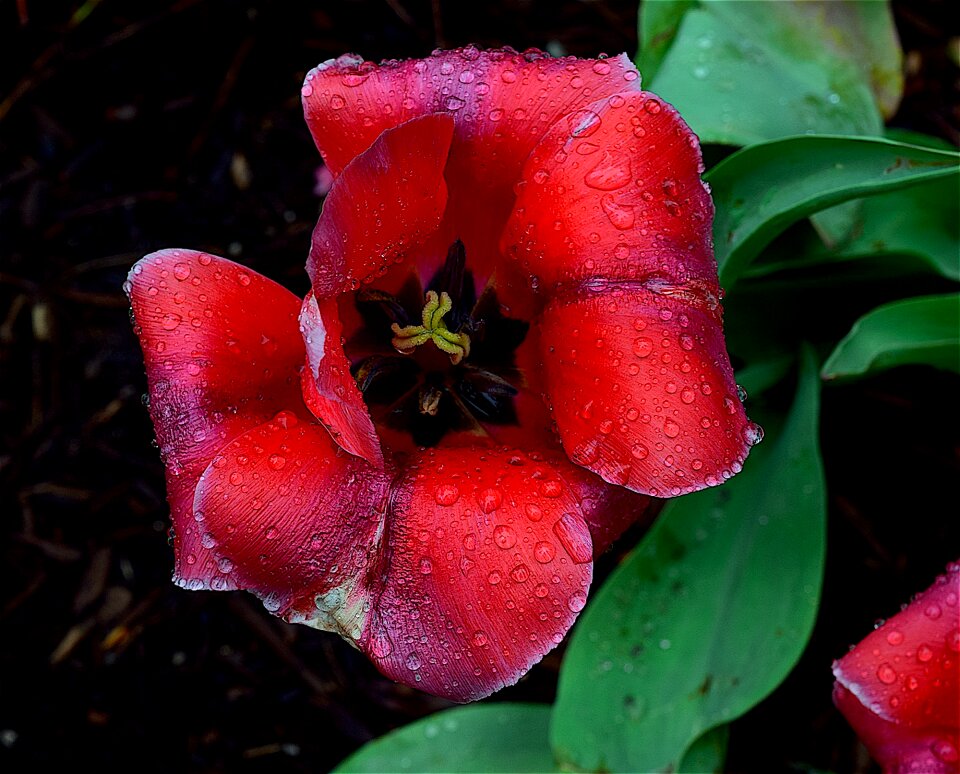 Bloom wet dew