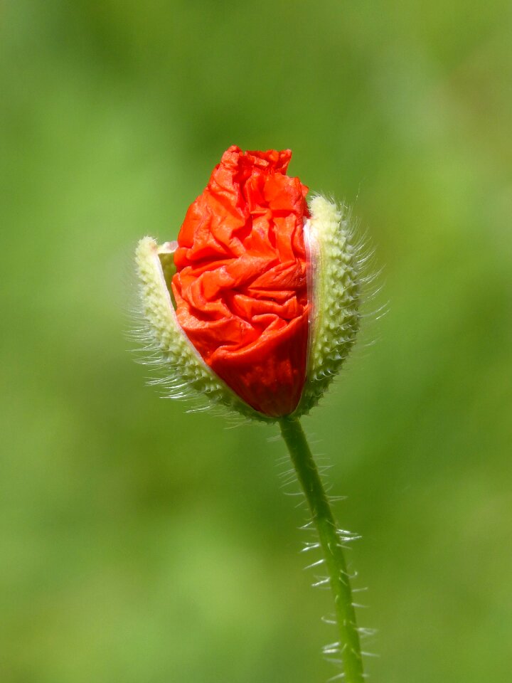 Rosella spring florir