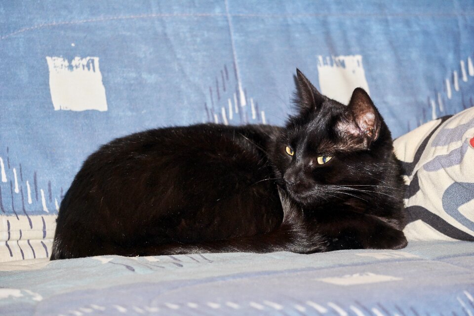 Animal black animals
