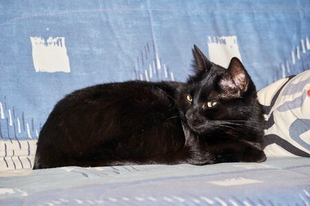 Animal black animals