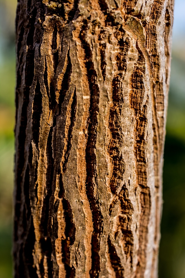Tree log bark