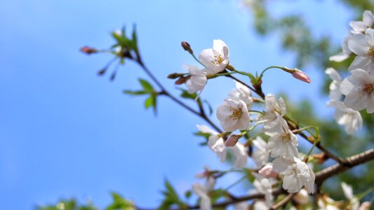 Cherry blossom spring artistic conception