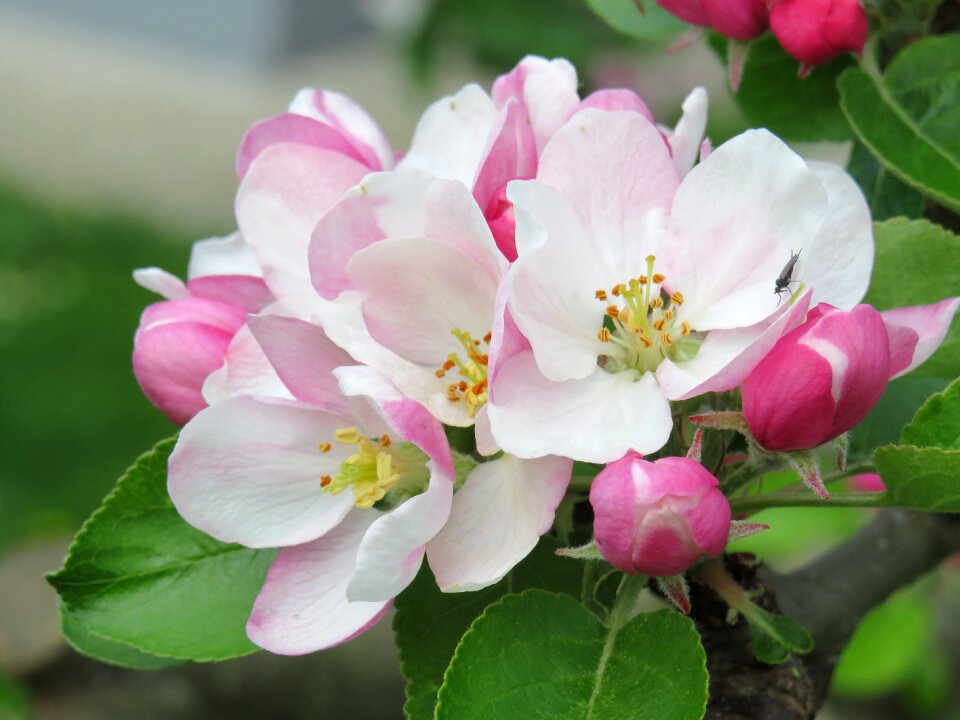 Bloom apple tree nature