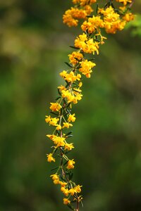 Spring garden thorny