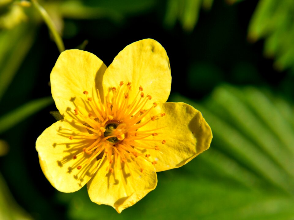 Yellow flower yellow flowers plant