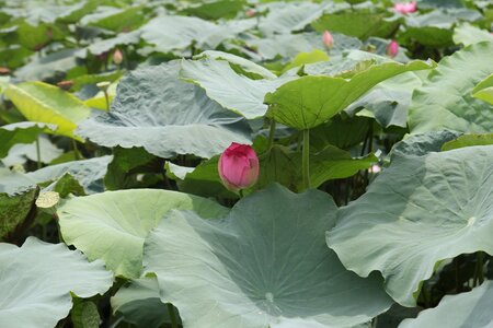 Lotus pink flowers large leaf