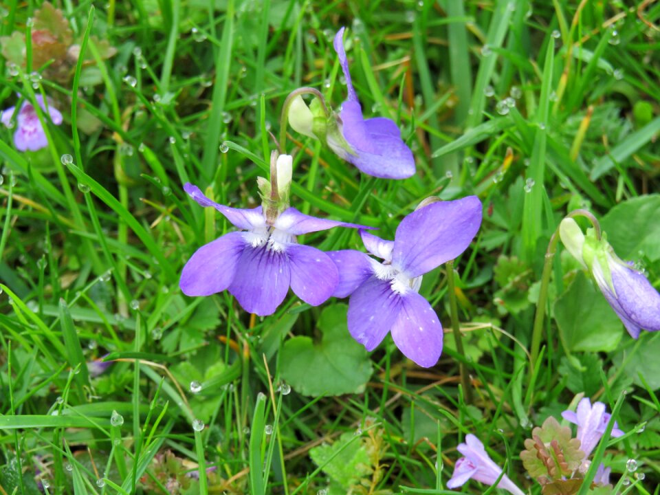 Viola plant wild flower