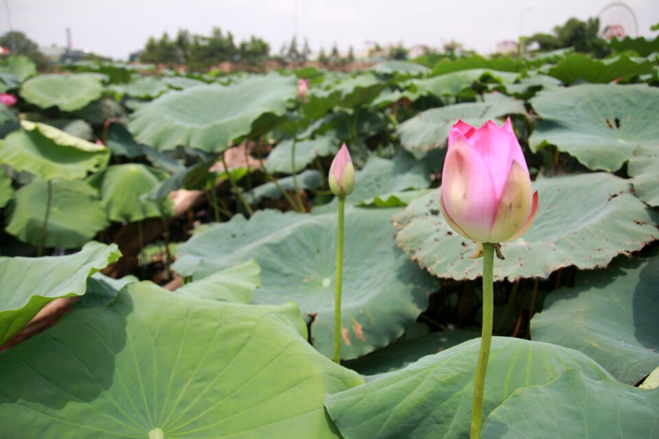 Lotus dress natural