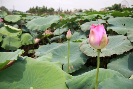 Lotus dress natural