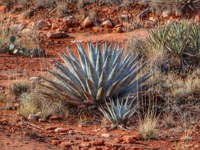 Plant arizona desert southwest