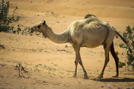 Nero bedouin hot