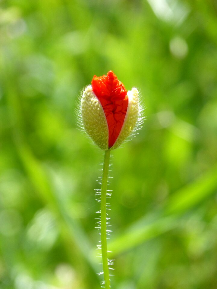 Rosella spring florir