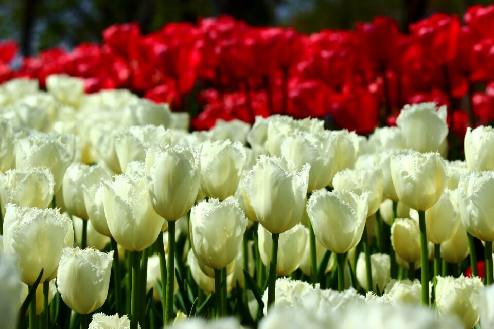 Bulk tulips spring konya