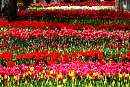 The feast of tulips tulips konya
