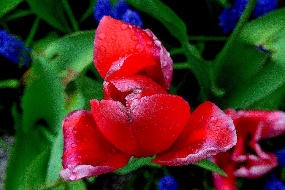 Spring flower dew