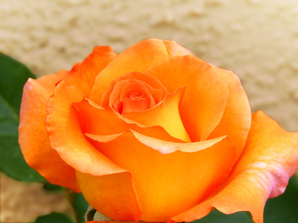 Pink orange petals detail
