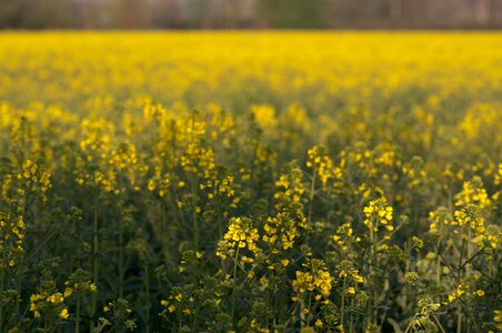 Landscape rape blossom yellow photo