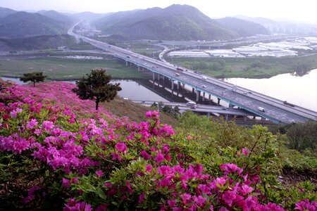 Rhododendron indicum sweet gil daegu