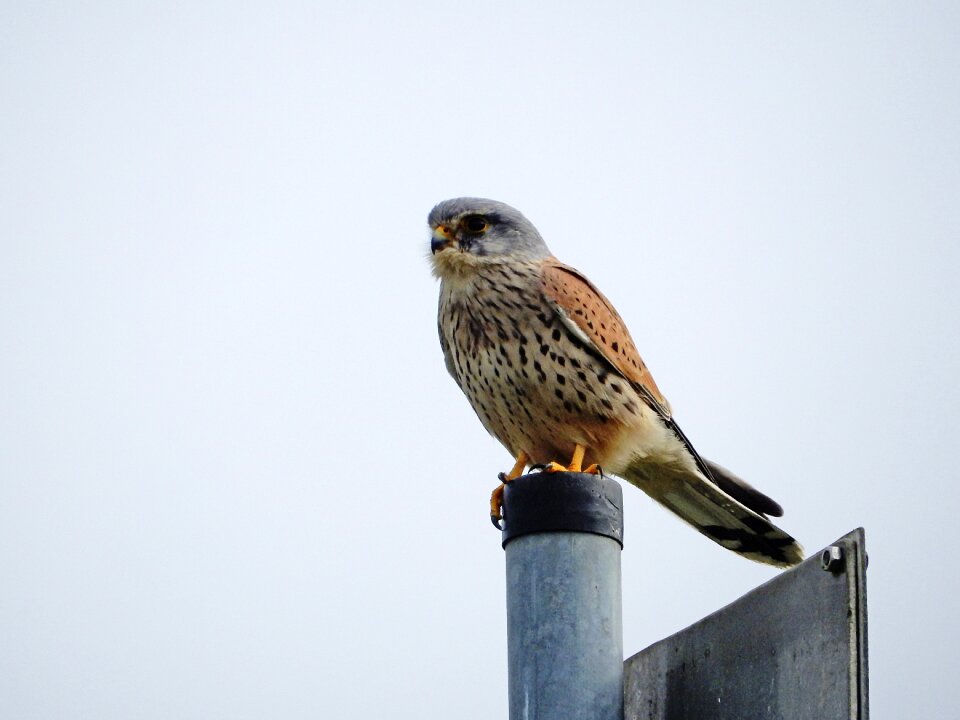 Bird nature animal