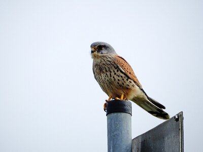 Bird nature animal