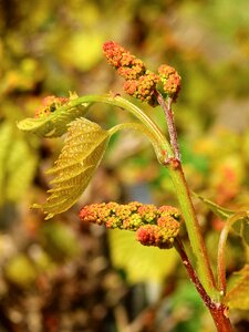 Vine winegrowing wine