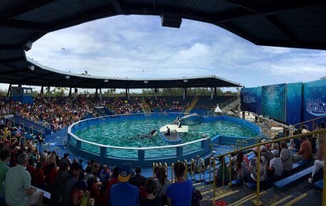 Show animal swimming