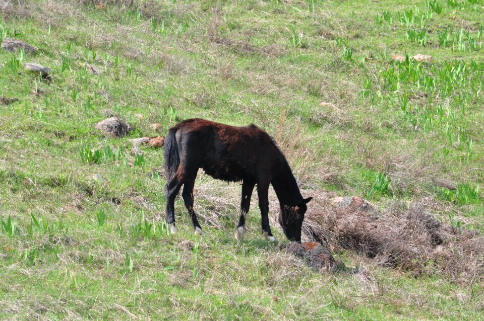 Horse kazakhstan spring
