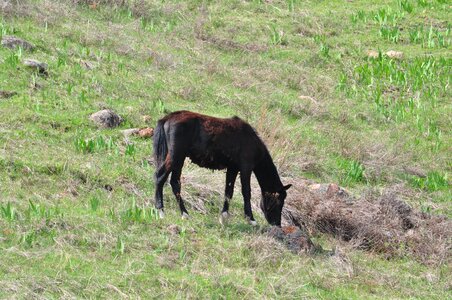 Horse kazakhstan spring