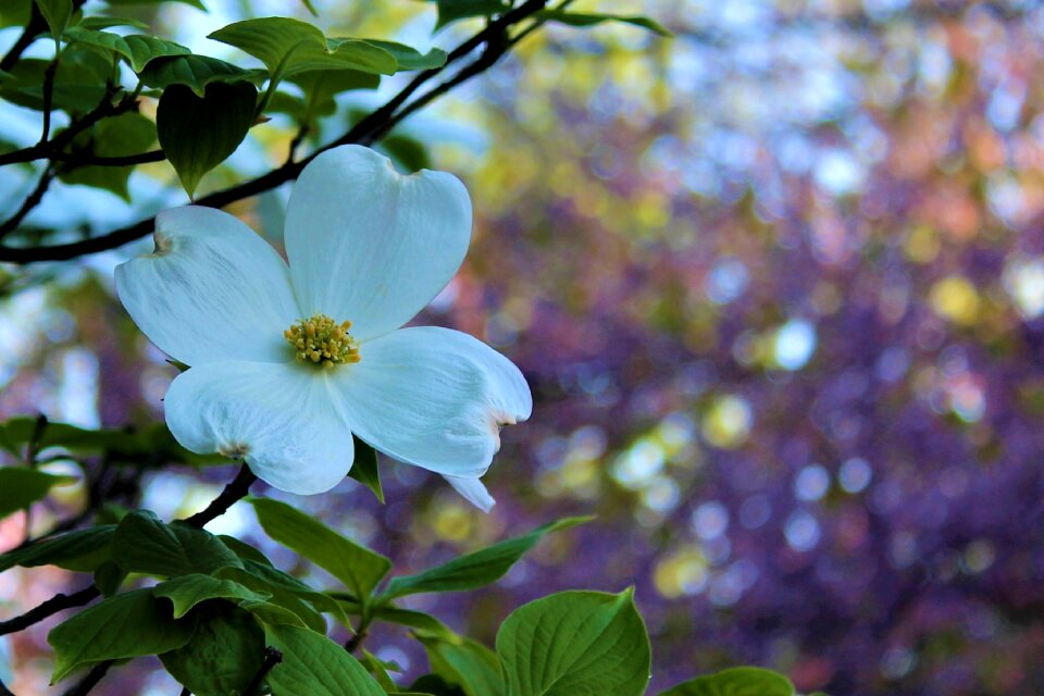 Flower season springtime