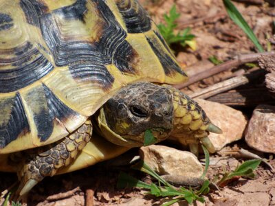 Protected species priorat catalunya photo