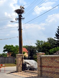 Highlands stork hungarian