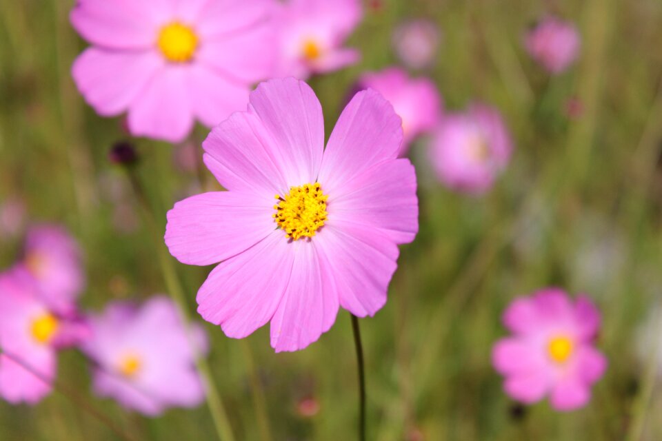 Flower nature rosa