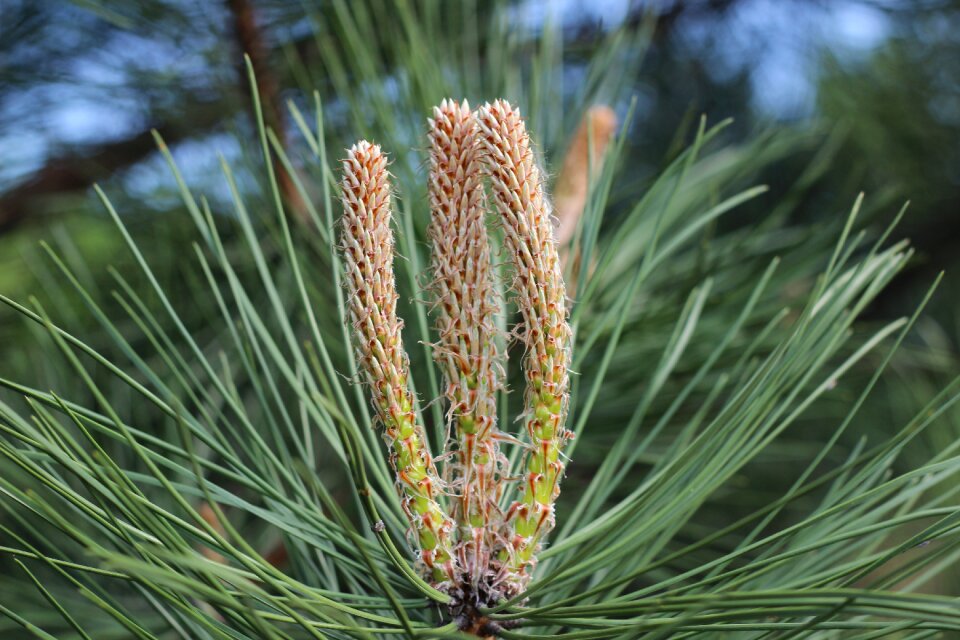 Plant nature outdoor