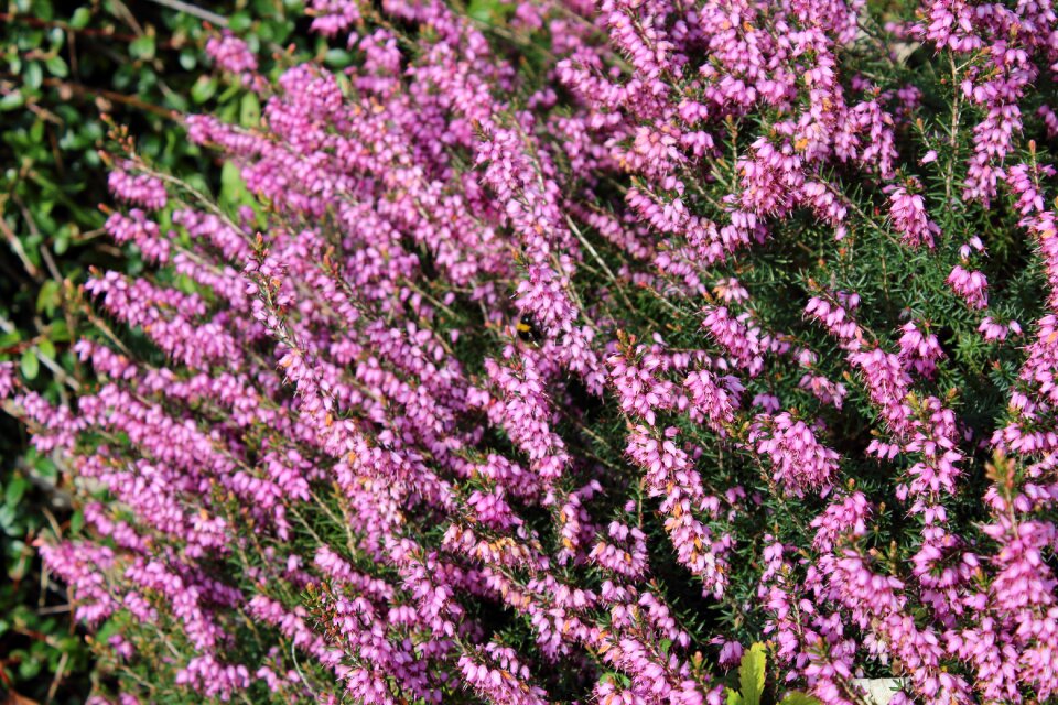 Plant natural garden