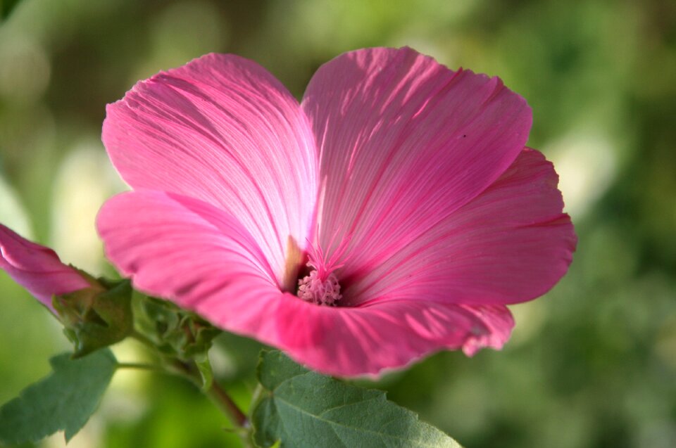 Pink nature field