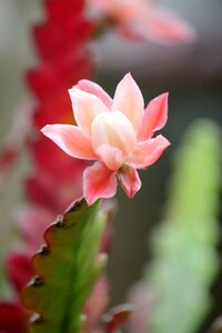 Plants exotic thorns