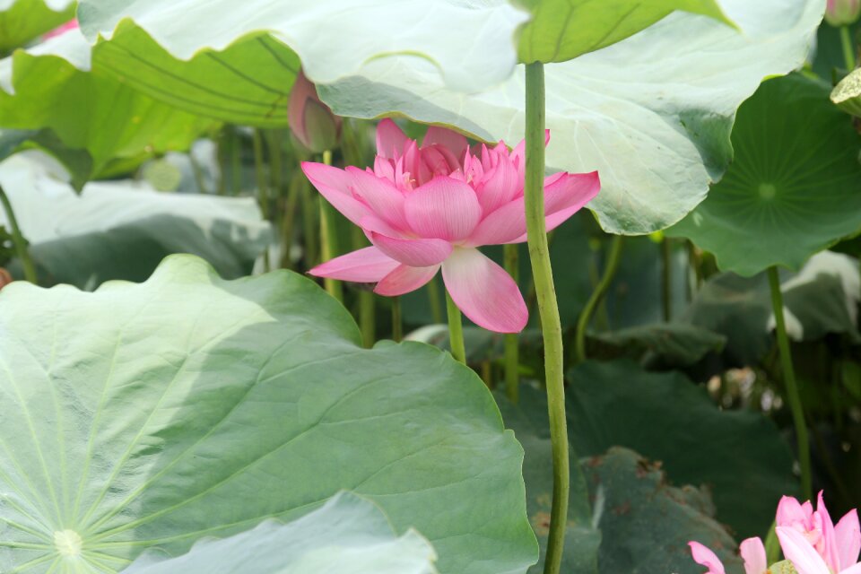 Lotus dress natural