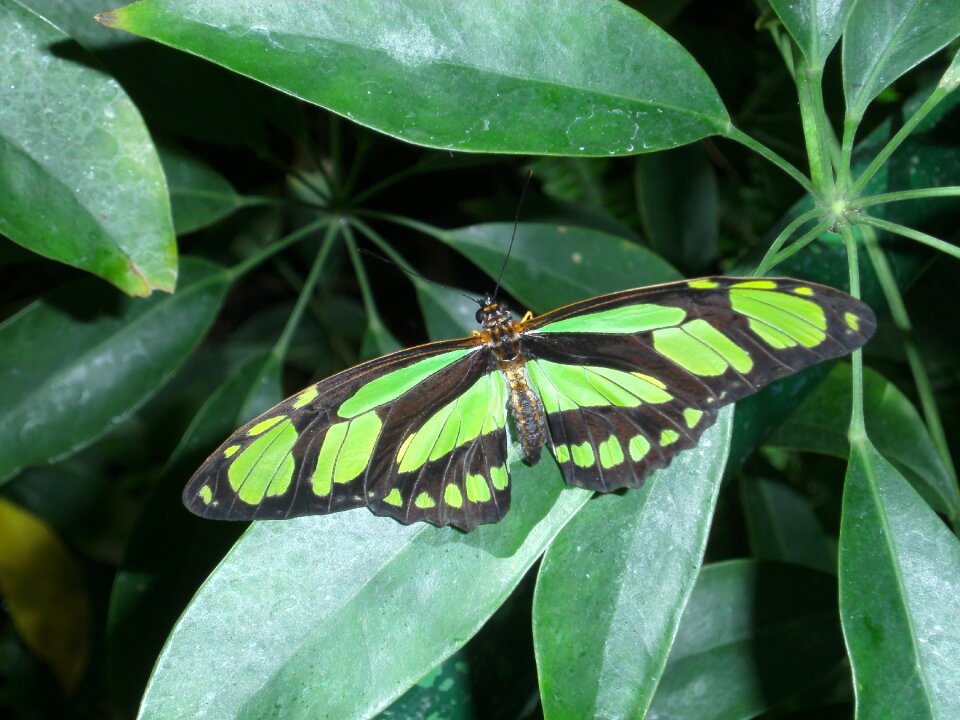 Green nature