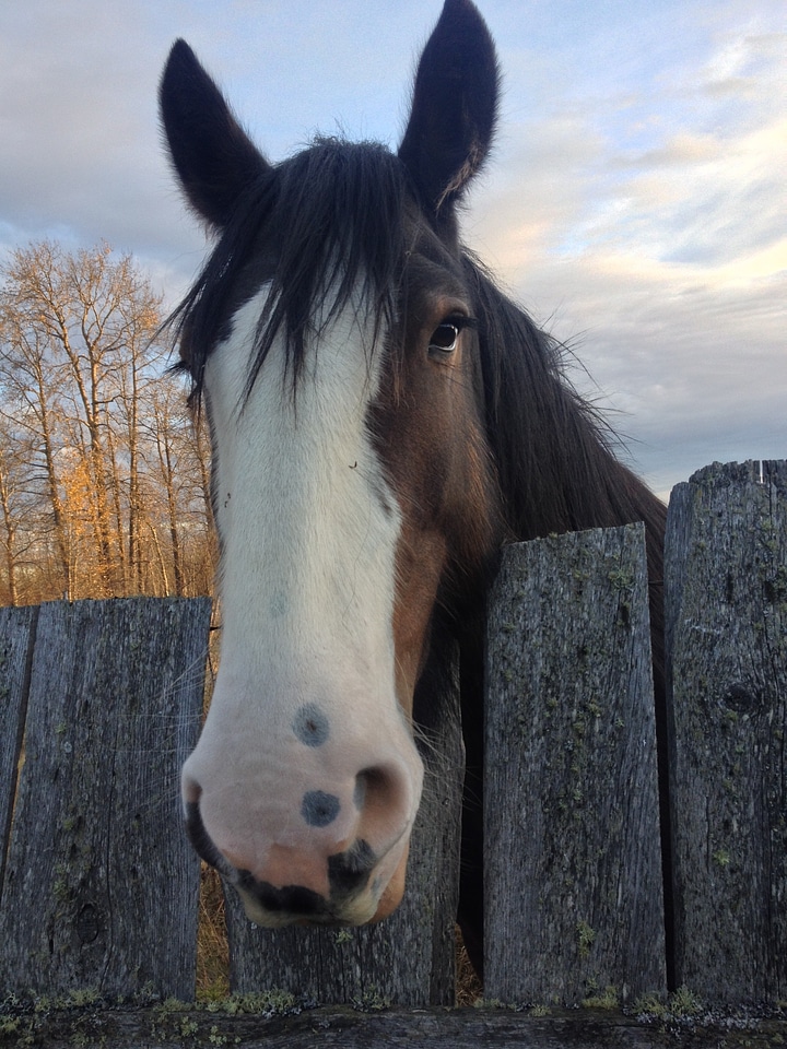 Animal stallion wild