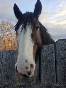Animal stallion wild