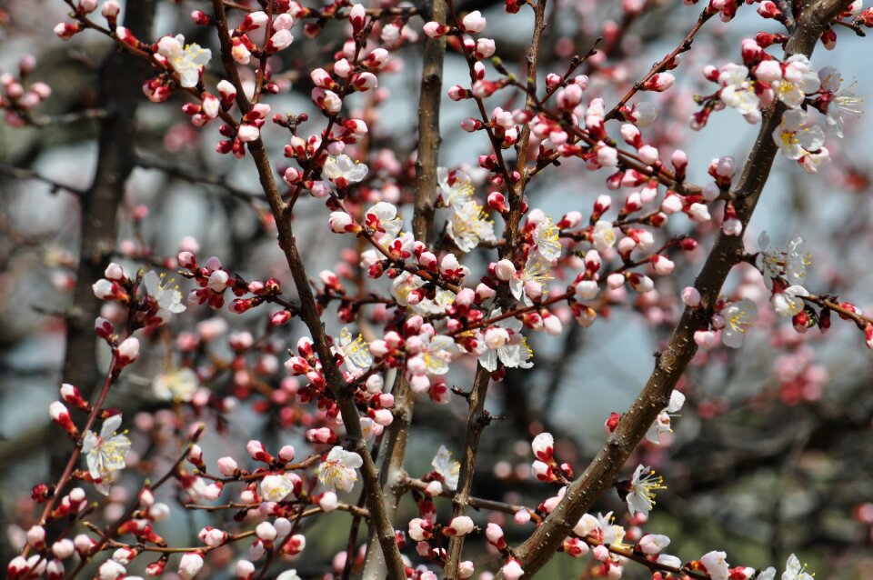 Spring apricot almaty